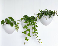 botaniq plantenbak 1,25L wit